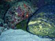 Mérou géant (Epinephelus itajara)