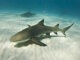 Le requin citron