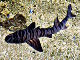 Requin dormeur zèbre (Heterodontus zebra)
