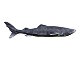 Requin du Groenland (Somniosus microcephalus)