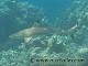 Requin pointe noire (Carcharhinus melanopterus)