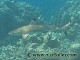 Le requin pointe noire