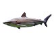 Requin sombre (Carcharhinus obscurus)