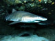 Requin taureau (Carcharias taurus)