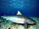 Requin tigre (Galeocerdo cuvier)