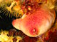 Ascidie rouge (Halocynthia papillosa)