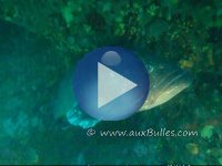 Un mérou brun guette à l'abri d'un surplomb rocheux Un mérou brun guette à l'abri d'un surplomb rocheux