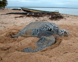 Les Tortues, la tortue luth Les Tortues, la tortue luth