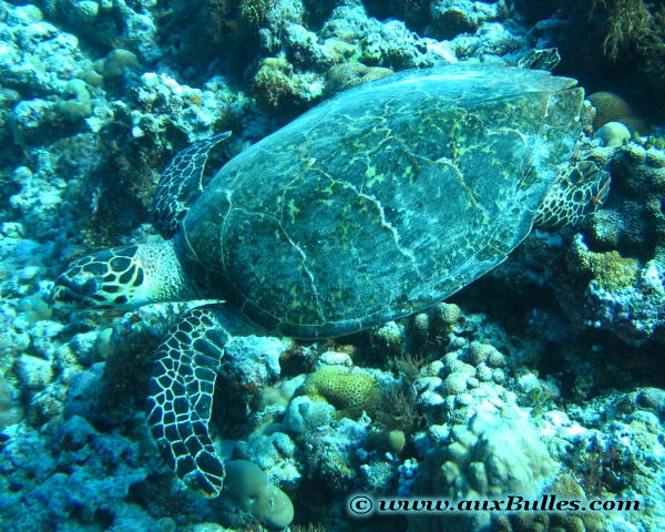 La tortue verte est une des espèces de tortues de mer