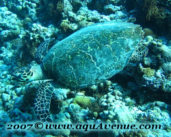 Reptiles, Green Turtle, Maldives 2005