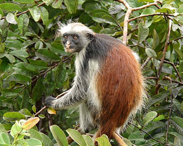 Le singe colobe rouge est un singe endémique de Zanzibar