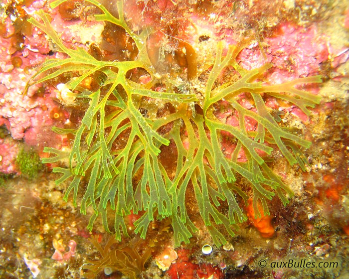 L'algue fourchue est une algue brune dont le nom caractérise le mode de croissance de ces frondes.
