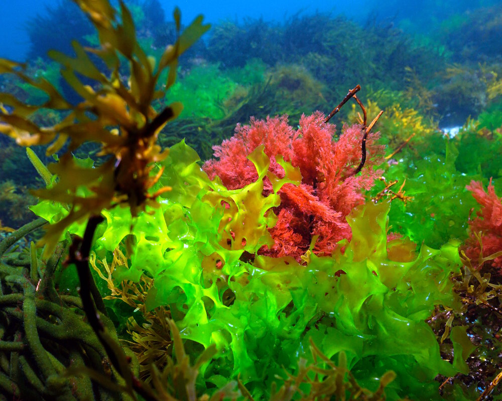La laitue de mer (Ulva lactuca)