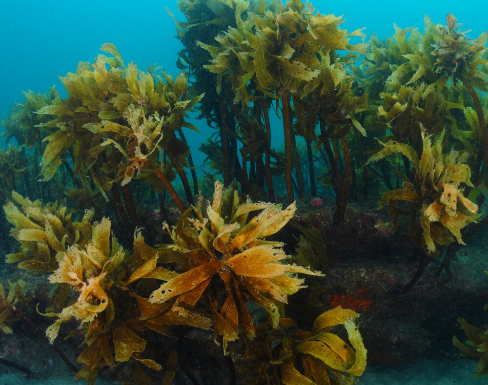 La laminaire commune (Ecklonia radiata)