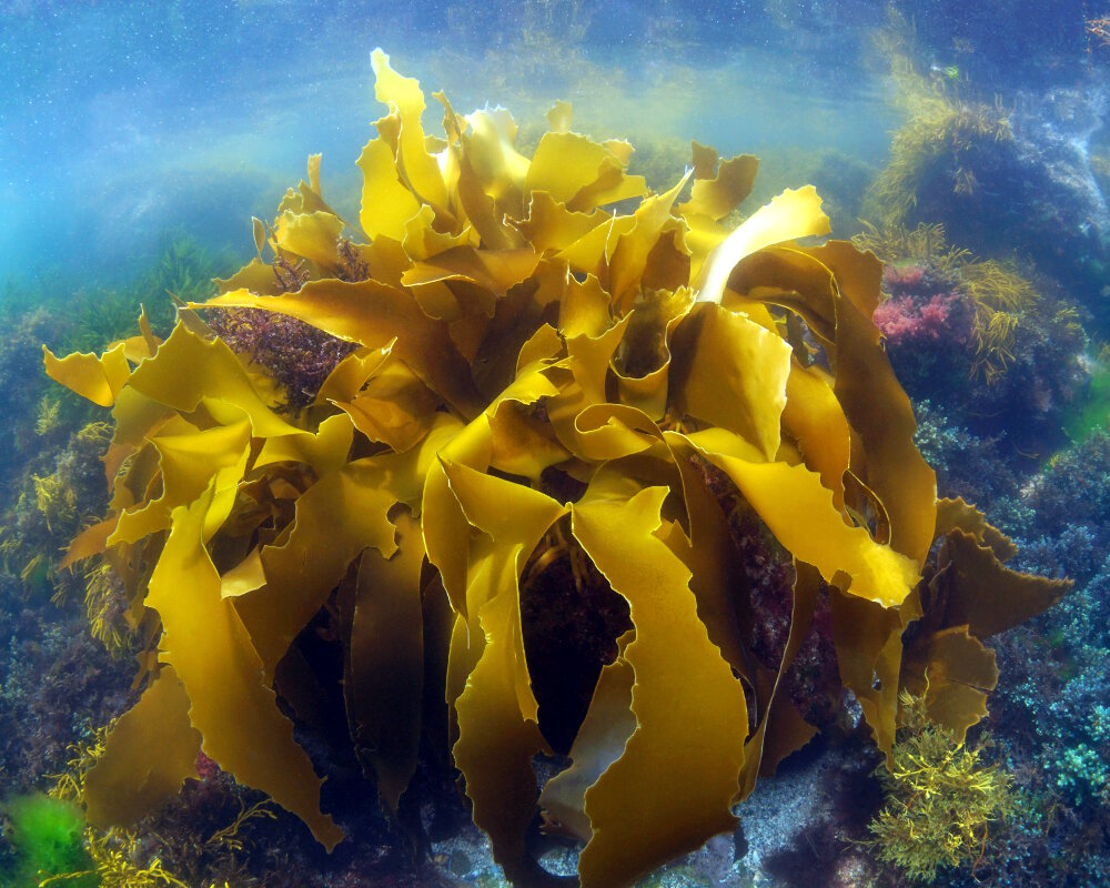 La laminaire jaune (Laminaria ochroleuca) La laminaire jaune (Laminaria ochroleuca)