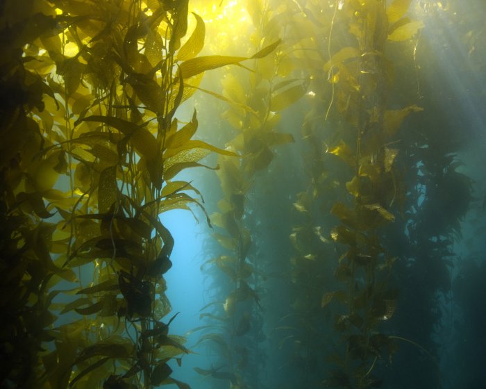 Une forêt de laminaires géantes sur les fonds sous marins de l'ile de Santa Catalina en Californie