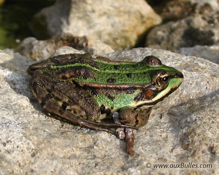 Les amphibiens avec la grenouille verte