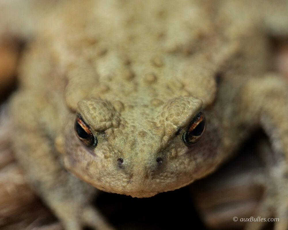 Le crapaud commun (Bufo bufo)