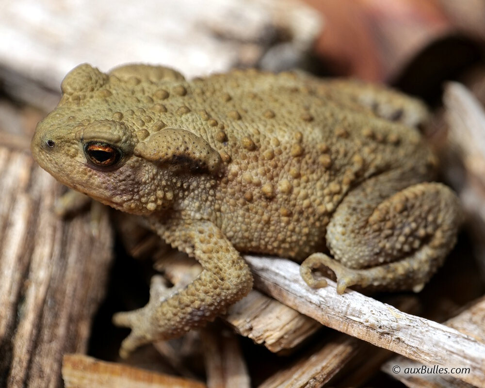 Le crapaud commun est de couleur brun verdâtre.