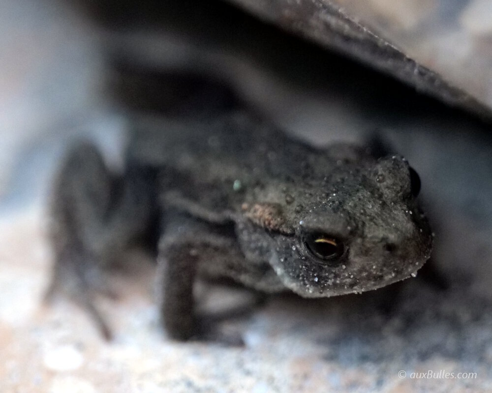 Un tout jeune crapaud commun Un tout jeune crapaud commun