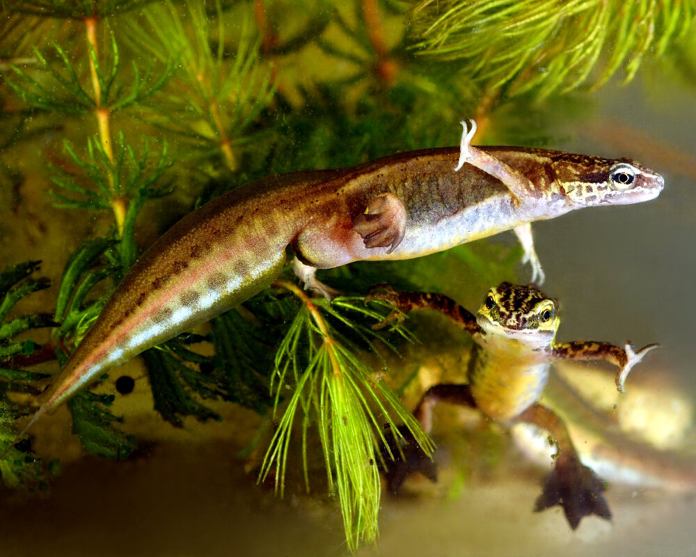 Le triton palmé (Lissotriton helveticus) Le triton palmé (Lissotriton helveticus)