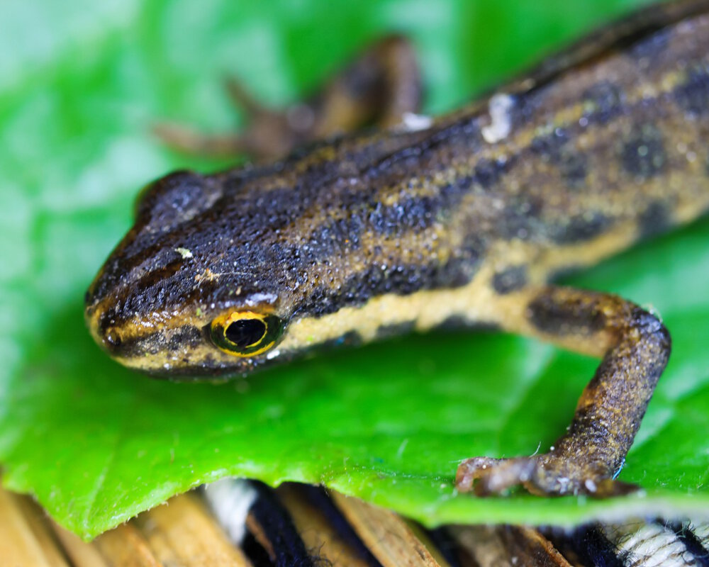 Le triton palmé (Lissotriton helveticus)