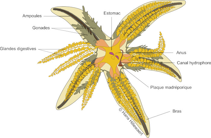 Anatomie de l'étoile de mer commune Anatomie de l'étoile de mer commune