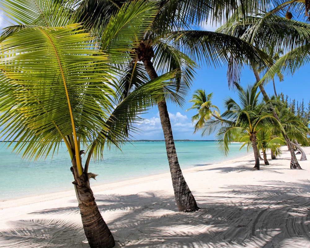 Plage bordée de palmiers sur l'île d'Andros aux Bahamas, entre sable blanc et eaux turquoise cristallines