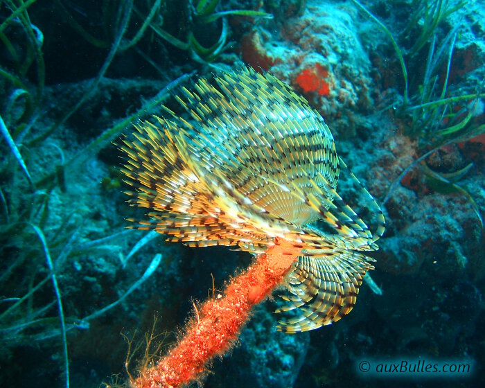 Le spirographe (Sabella spallanzanii)