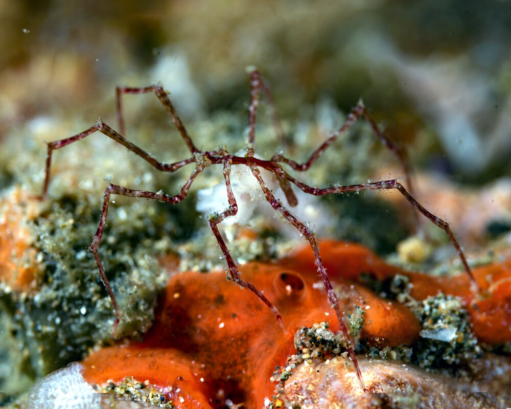 Une araignée de mer transportant des oeufs dans les eaux des Philippines Une araignée de mer transportant des oeufs dans les eaux des Philippines
