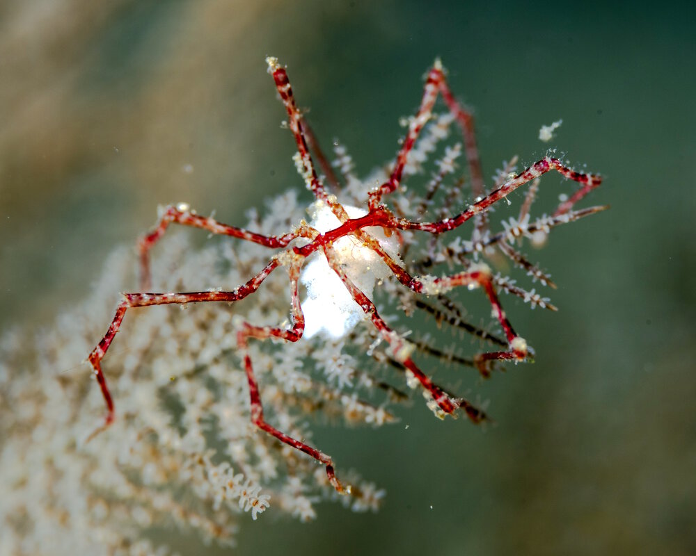 Chez les araignées de mer, c'est le mâle et non la femelle qui porte les oeufs sous son abdomen Chez les araignées de mer, c'est le mâle et non la femelle qui porte les oeufs sous son abdomen