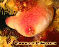 L'ascidie rouge [Halocynthia papillosa]