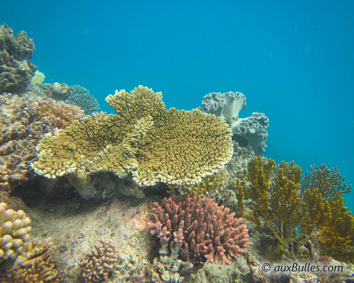 La Grande Barrière de Corail en Australie est la plus spectaculaire des expériences sous marines !