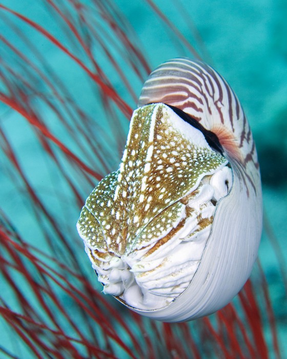 La Grande Barrière de Corail abrite un véritable fossile vivant, le nautile mais pas facile de le rencontrer !