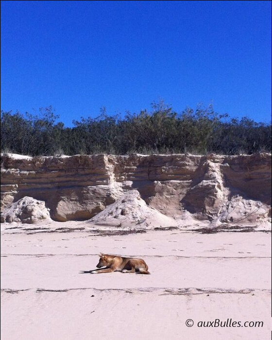 Les dingos de Fraser Island représentent les derniers « purs » dingos d'Australie