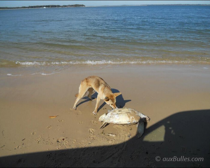 Un dingo dégustant une tortue sur le bord de la plage