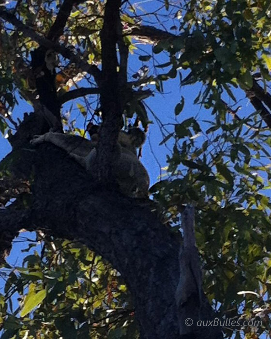 Le sentier de randonnée des Forts sur Magnetic Island traverse la plus grande colonie sauvage de koalas du Queensland, c'est l'occasion de faire une rencontre magique à condition d'ouvrir l'oeil !