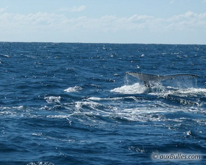 L'instant magique où la queue de la baleine apparait au-dessus de la surface de l'eau !