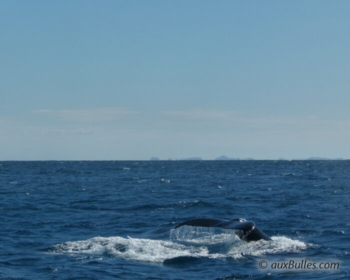 Le moment où la baleine lève sa queue juste au-dessus de la surface utilisant sa nageoire comme support, la queue sert de voile