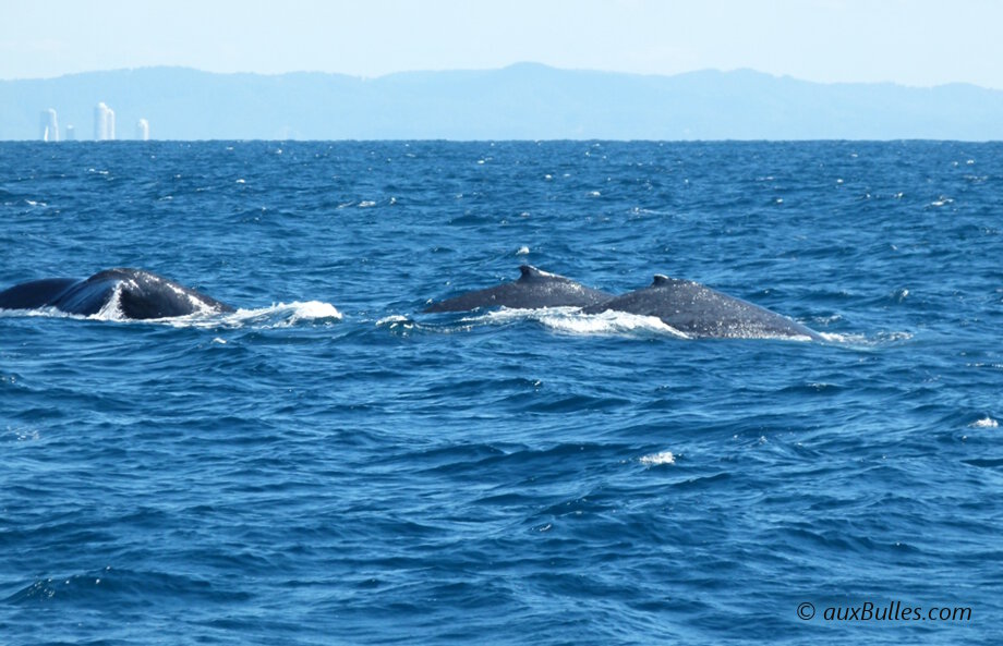 Trois baleines le long de la Gold Coast à Surfer Paradise, la côte Est de l'Australie