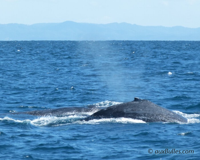 Les mouvements majestueux des baleines s'accordent avec le rythme des vagues