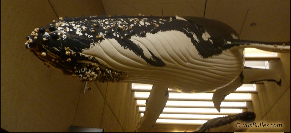 Suspendue au plafond du musée de Brisbane, une baleine à bosse vue de dessous vous donne une idée de ses signes distinctifs !