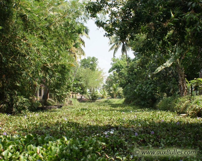 Situés dans la région du Kerala en Inde, les Backwaters sont de vastes étendues sillonnées par d'innombrables cours d'eau et de canaux