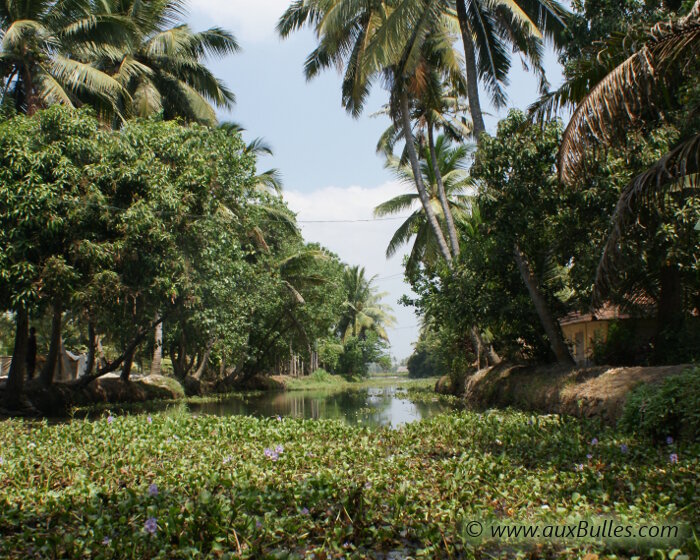 Les Backwaters offrent un véritable labyrinthe de voies navigables