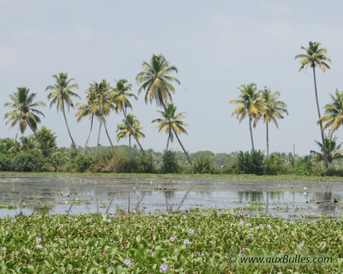 Les Backwaters, un oasis de verdure baigné par les eaux !