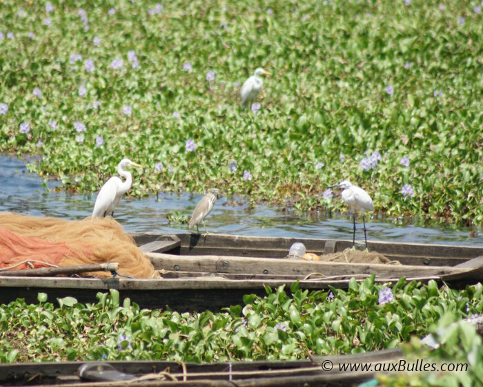 Les Backwaters sont un refuge pour une grande variété d'oiseaux