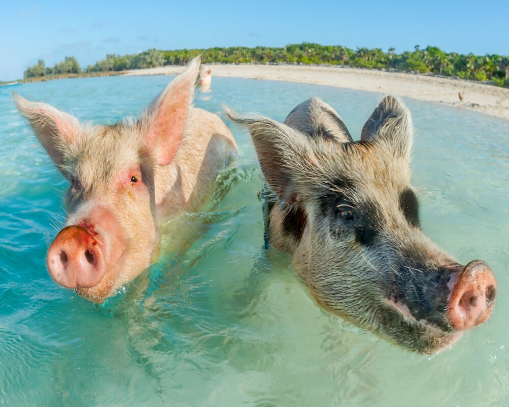 Les célèbres cochons nageurs sur la plage de Pig Beach à Big Major Cay dans les Exuma Cays Les célèbres cochons nageurs sur la plage de Pig Beach à Big Major Cay dans les Exuma Cays