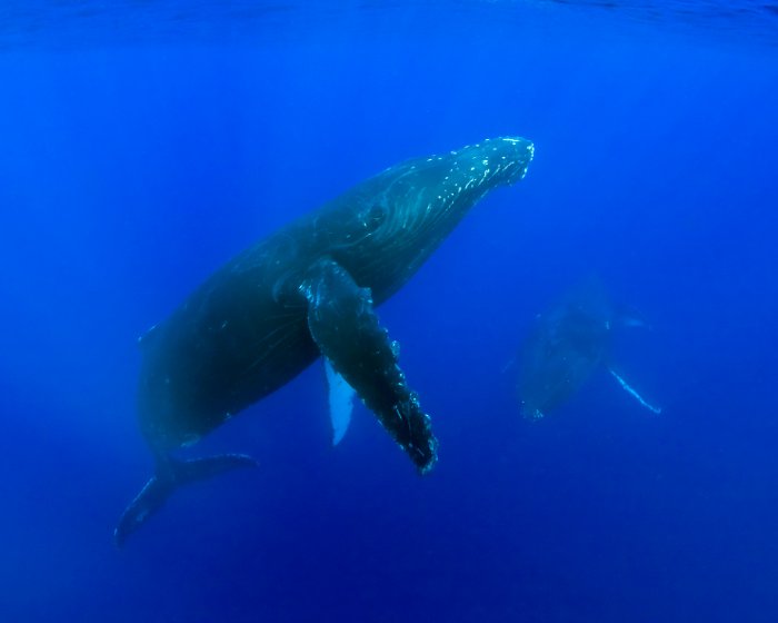 La baleine à bosse présente un corps trapus et de longues nageoires pectorales.