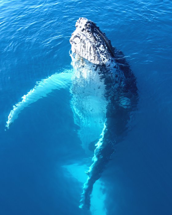 Les petites bosses appelées tubercules qui recouvrent l’avant de la tête de la baleine à bosse constituent une caractéristique de l'espèce et sont à l'origine de son appellation !