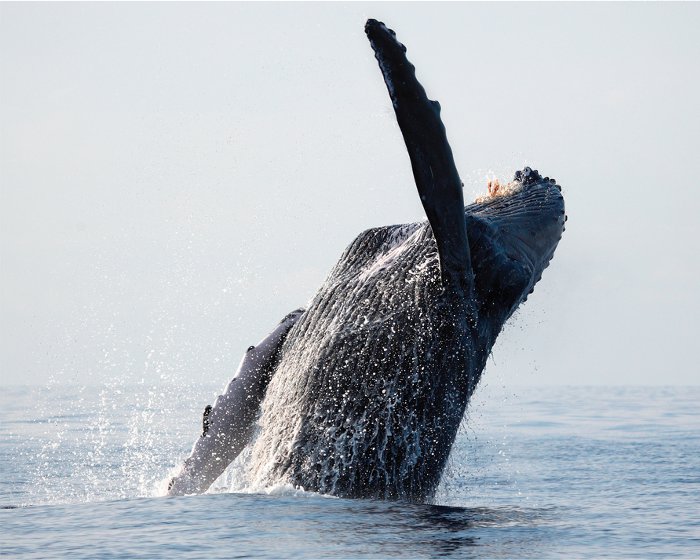 La baleine à bosse effectue des bonds spectaculaires en dehors de l’eau !